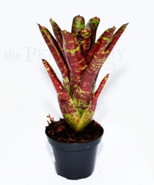 Neoregelia BETTY HEAD